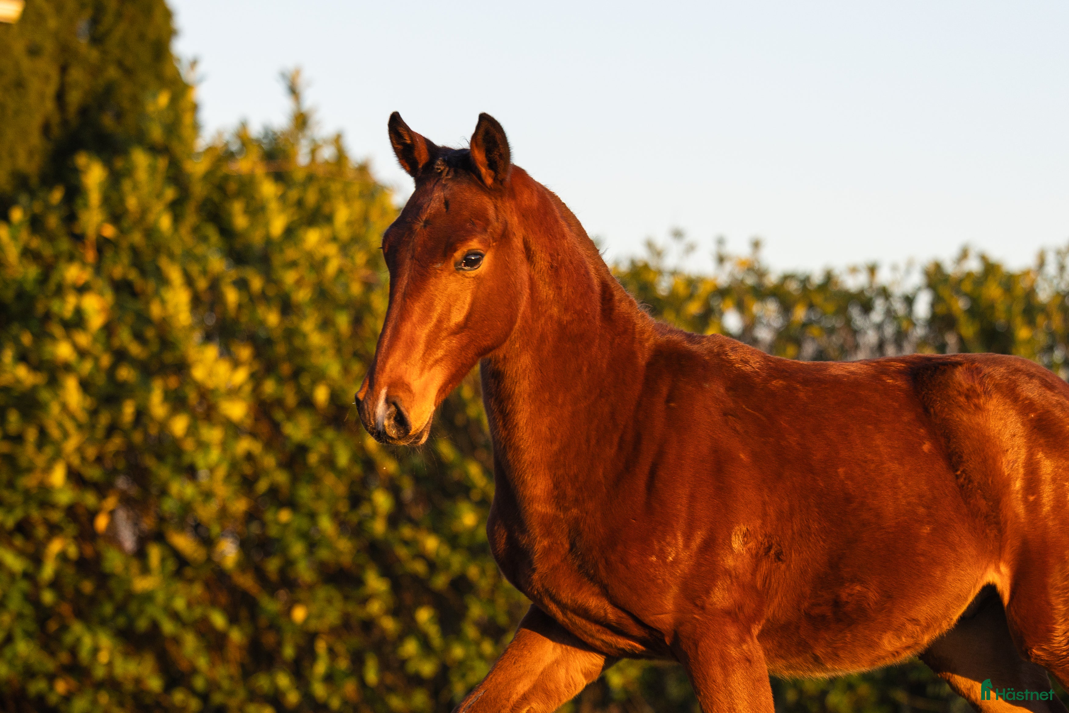  hästar 1-åring e Chacco-Blue x Vigo D’Arsouilles - Annons 5
