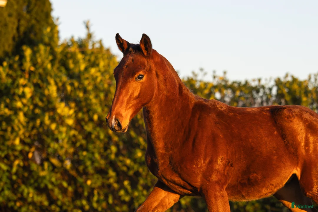 Hoppning hästar till salu: 1-åring e Chacco-Blue x Vigo D’Arsouilles - Annons 1