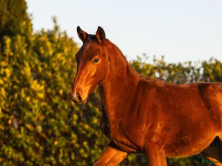 hästar 1-åring e Chacco-Blue x Vigo D’Arsouilles - Annons 5