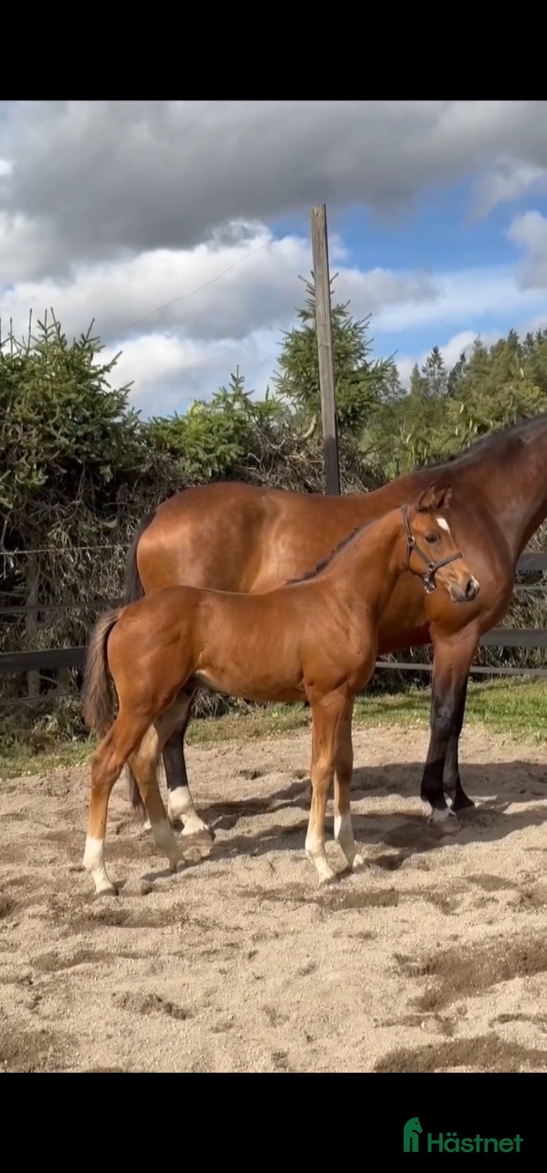 Dressyr hästar till salu: Valack e. Raccon född 2024 i Ransta - Annons 2