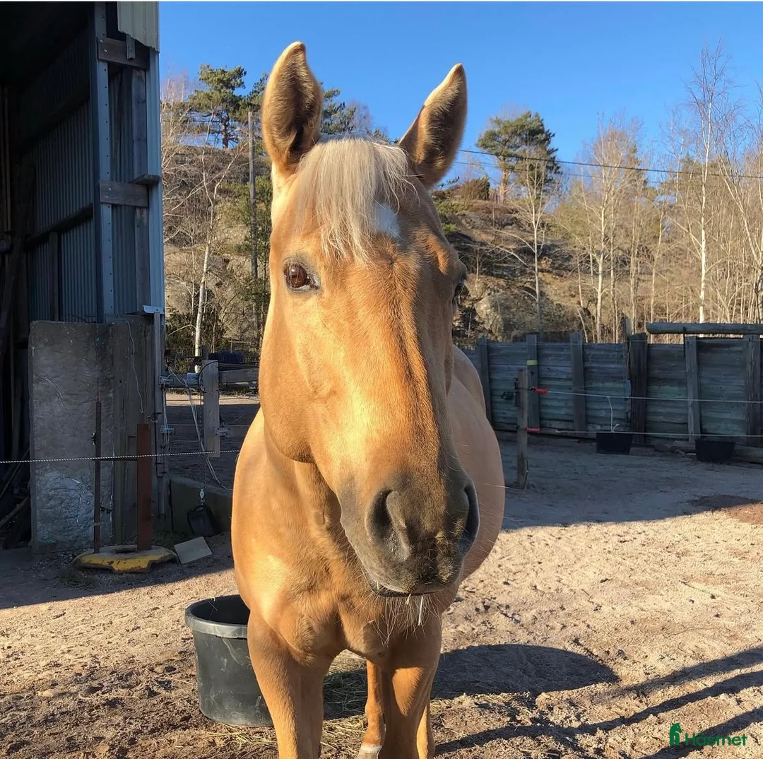 Western hästar till salu: Sälj som avelssto  - Annons 1