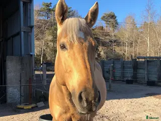 hästar Sälj som avelssto - Annons 1