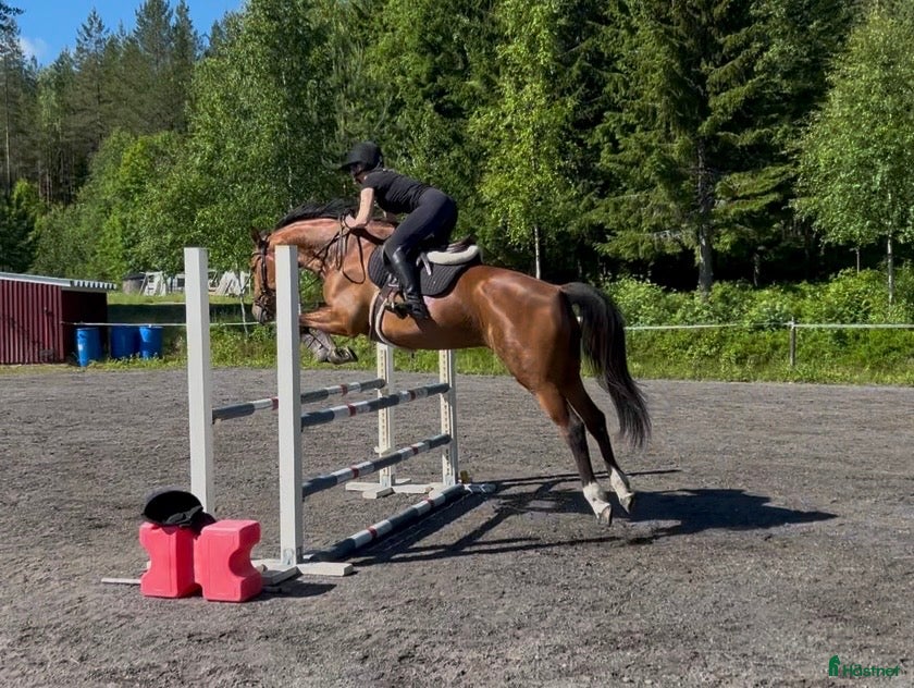  hästar Fint sto för framtiden!  - Annons 1