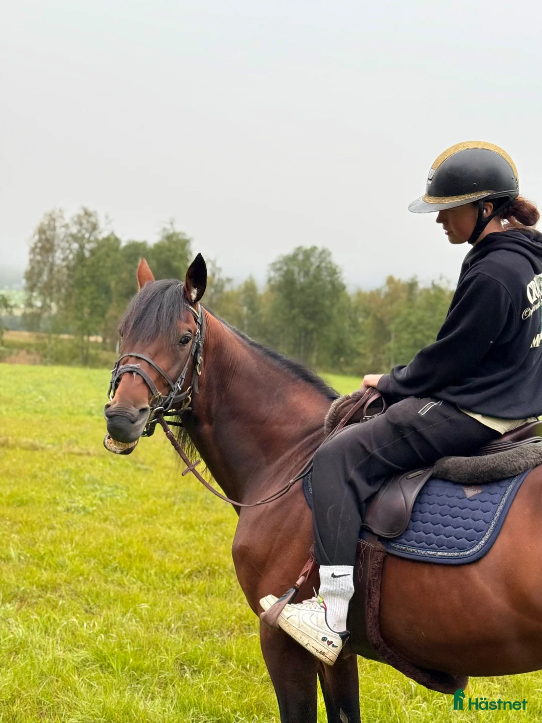 Trav hästar till salu: Diamanten💎 avel, sällskap, skogsmulle i Överhörnäs - Annons 2