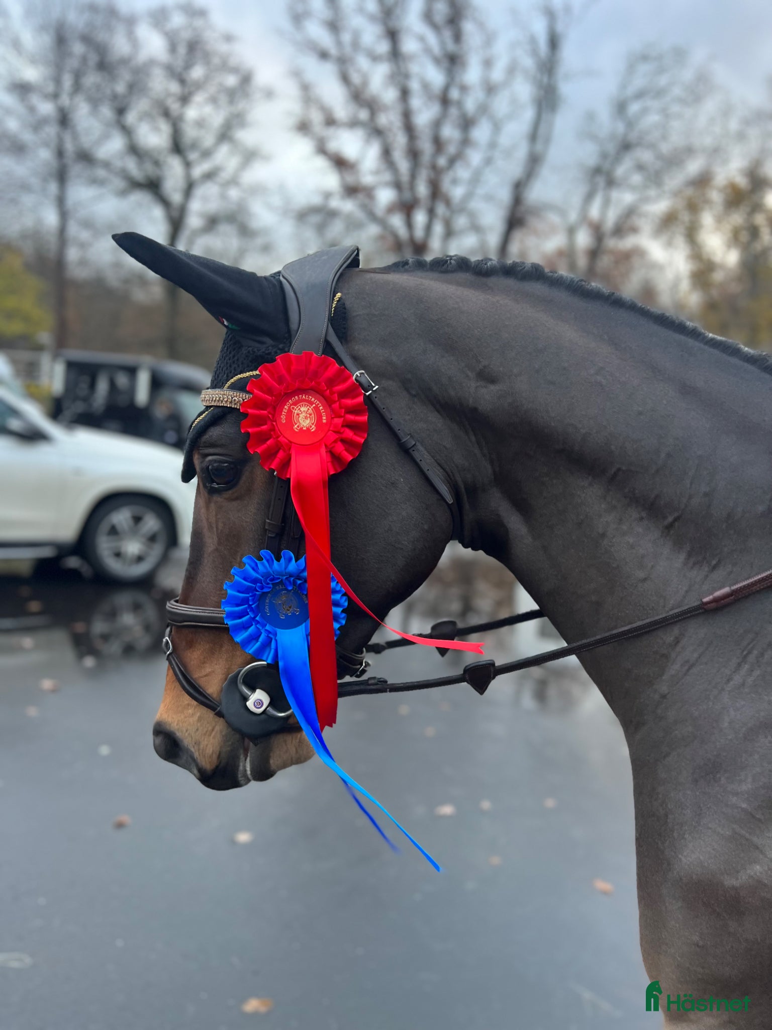  hästar Projekt för den erfarna ryttaren  - Annons 1