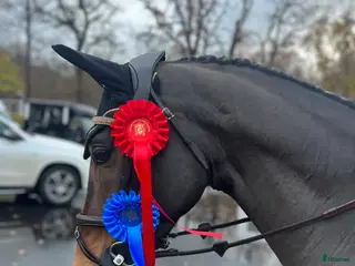 hästar Projekt för den erfarna ryttaren - Annons 1