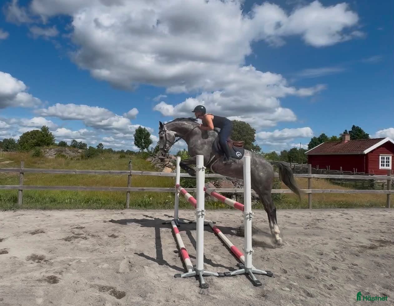  hästar Bästa kompis med kvalité - Annons 1