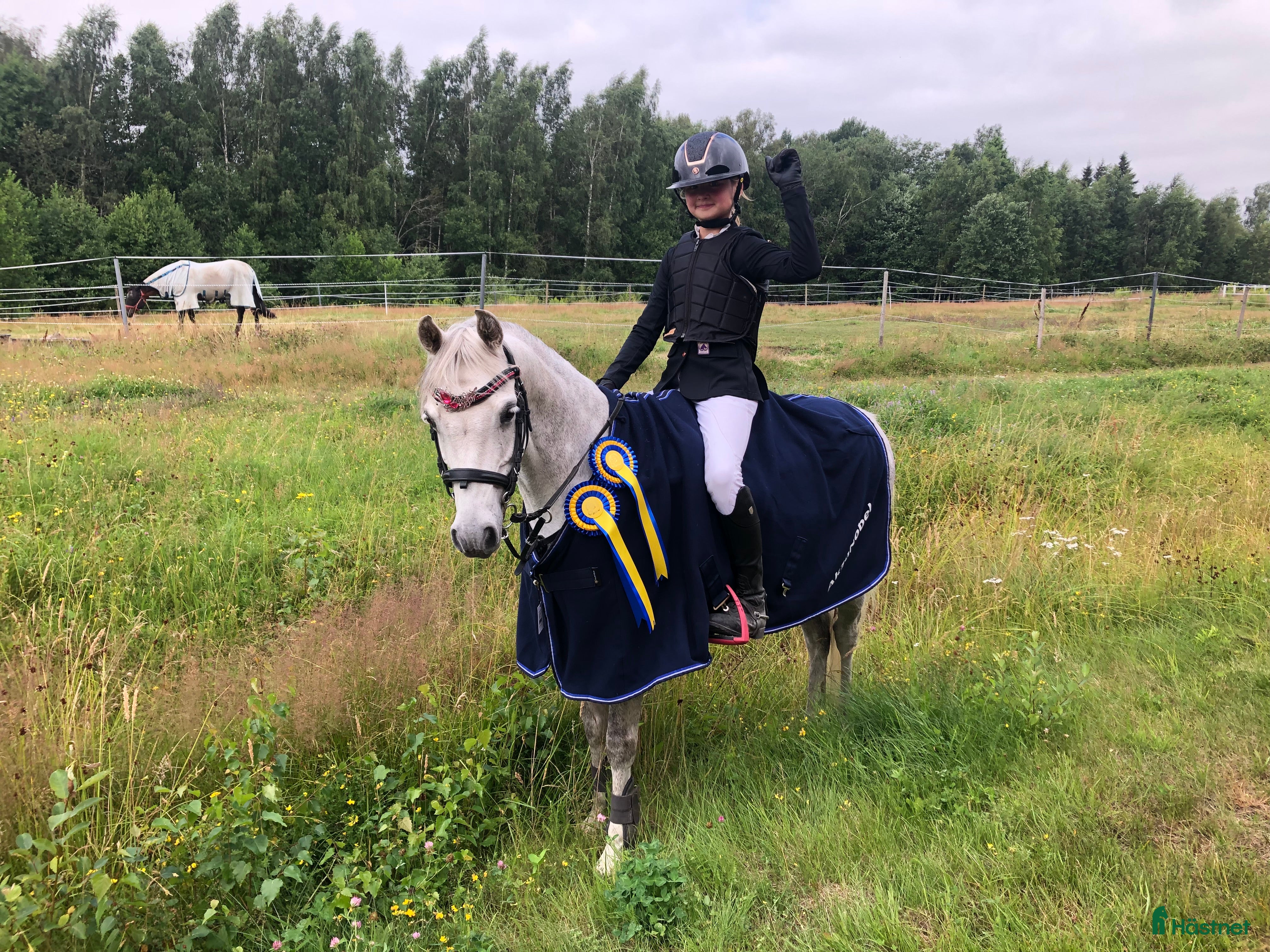  hästar Elegant dressyrponny som även kan hoppa i Sunne - Annons 2