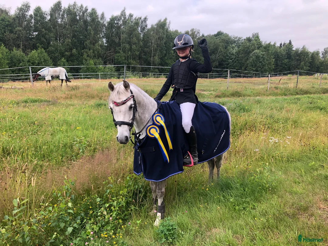 Dressyr hästar till salu: Elegant dressyrponny som även kan hoppa i Sunne - Annons 1