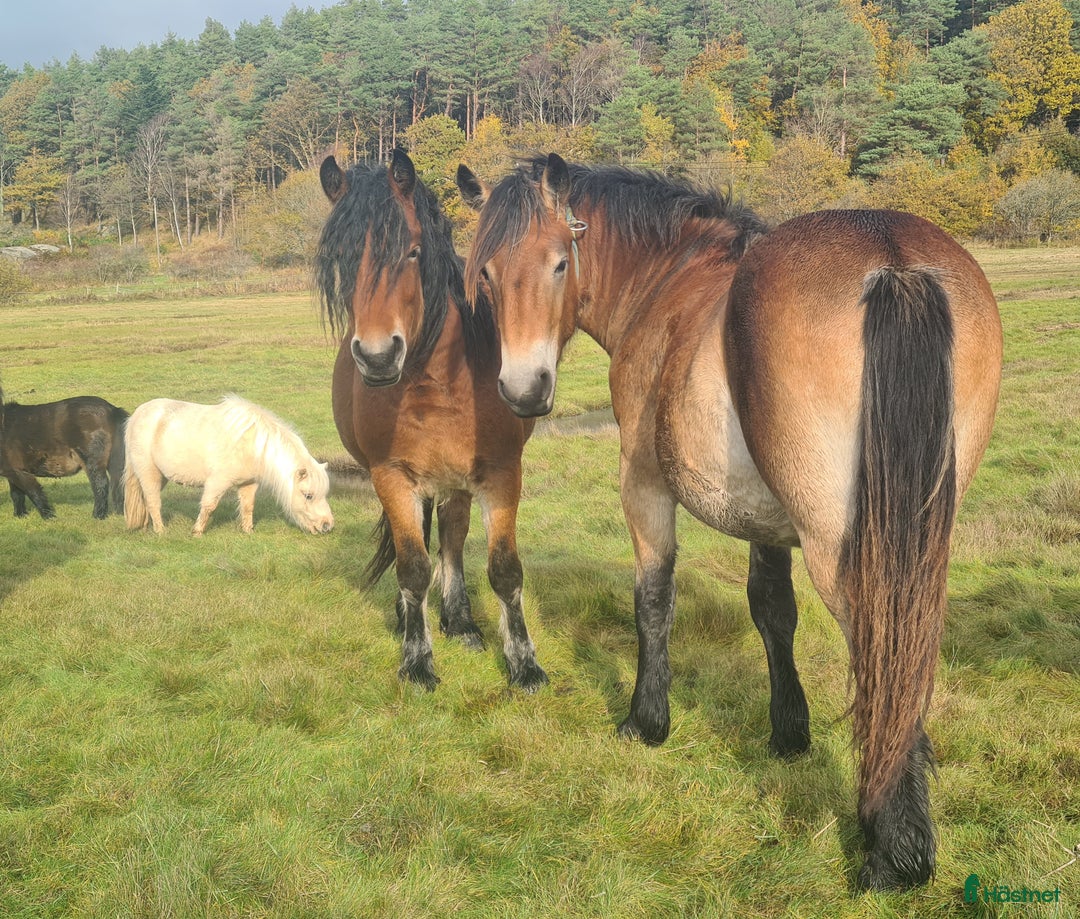 Allround hästar till salu: Nordsvensk sto 1 år i Henån - Annons 4