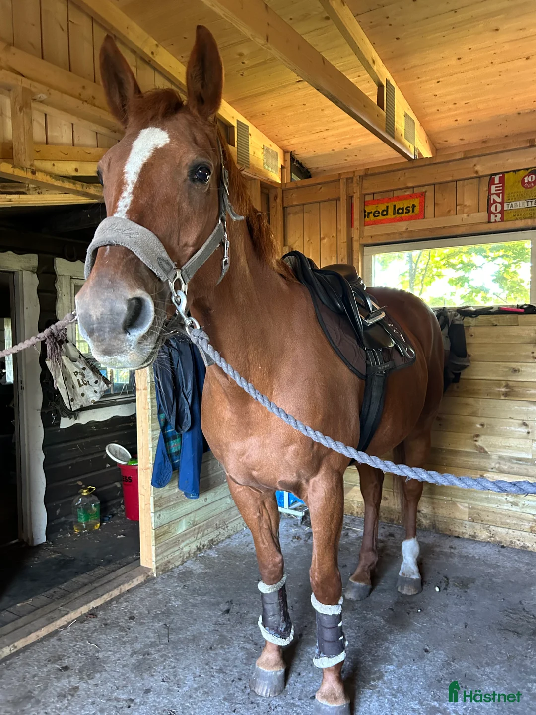 Allround hästar till salu: Fräsch läromästare och bästa vän  i Bergkvara - Annons 6