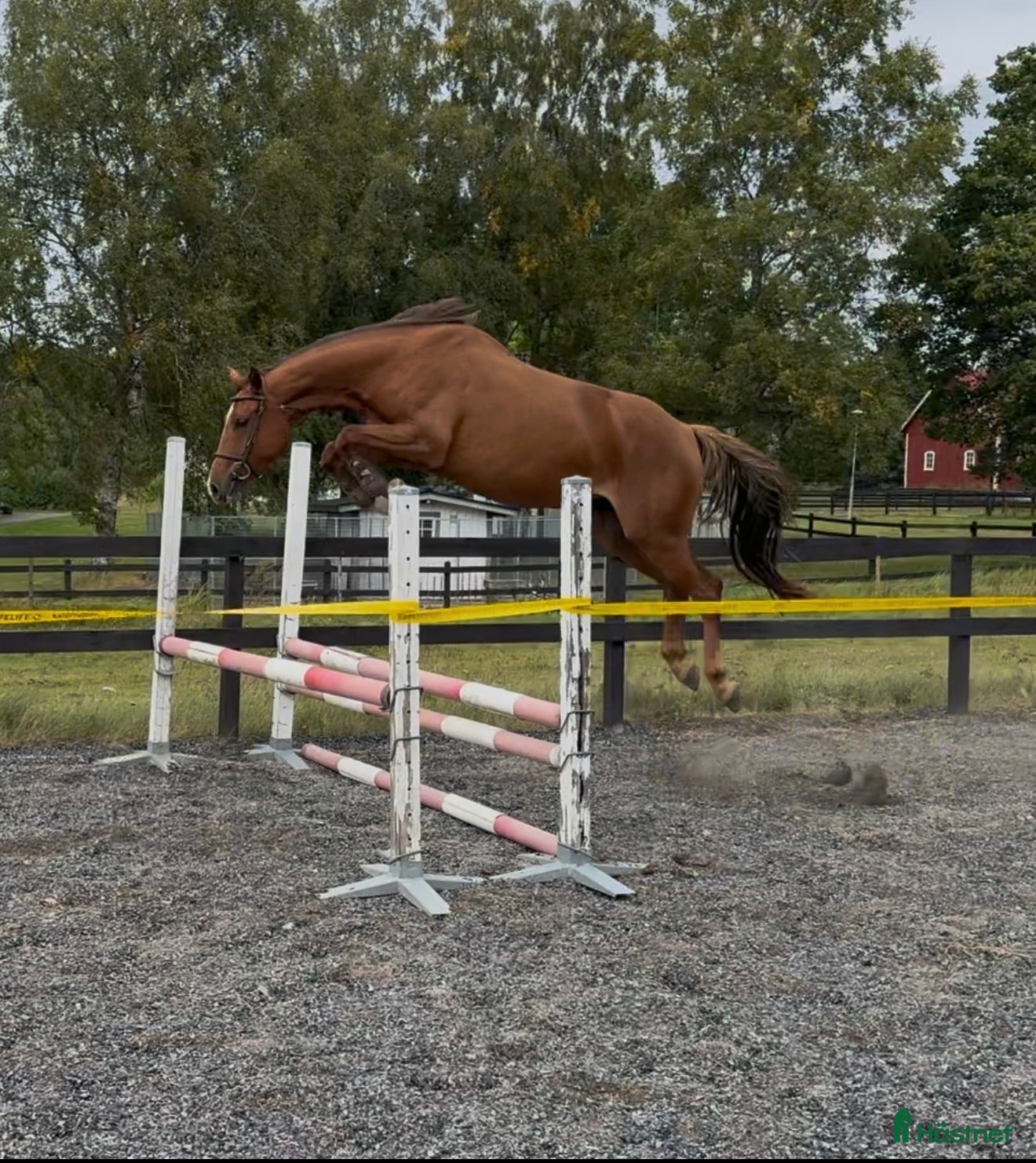  hästar Välstammat hoppsto med toppmöderne - Annons 1