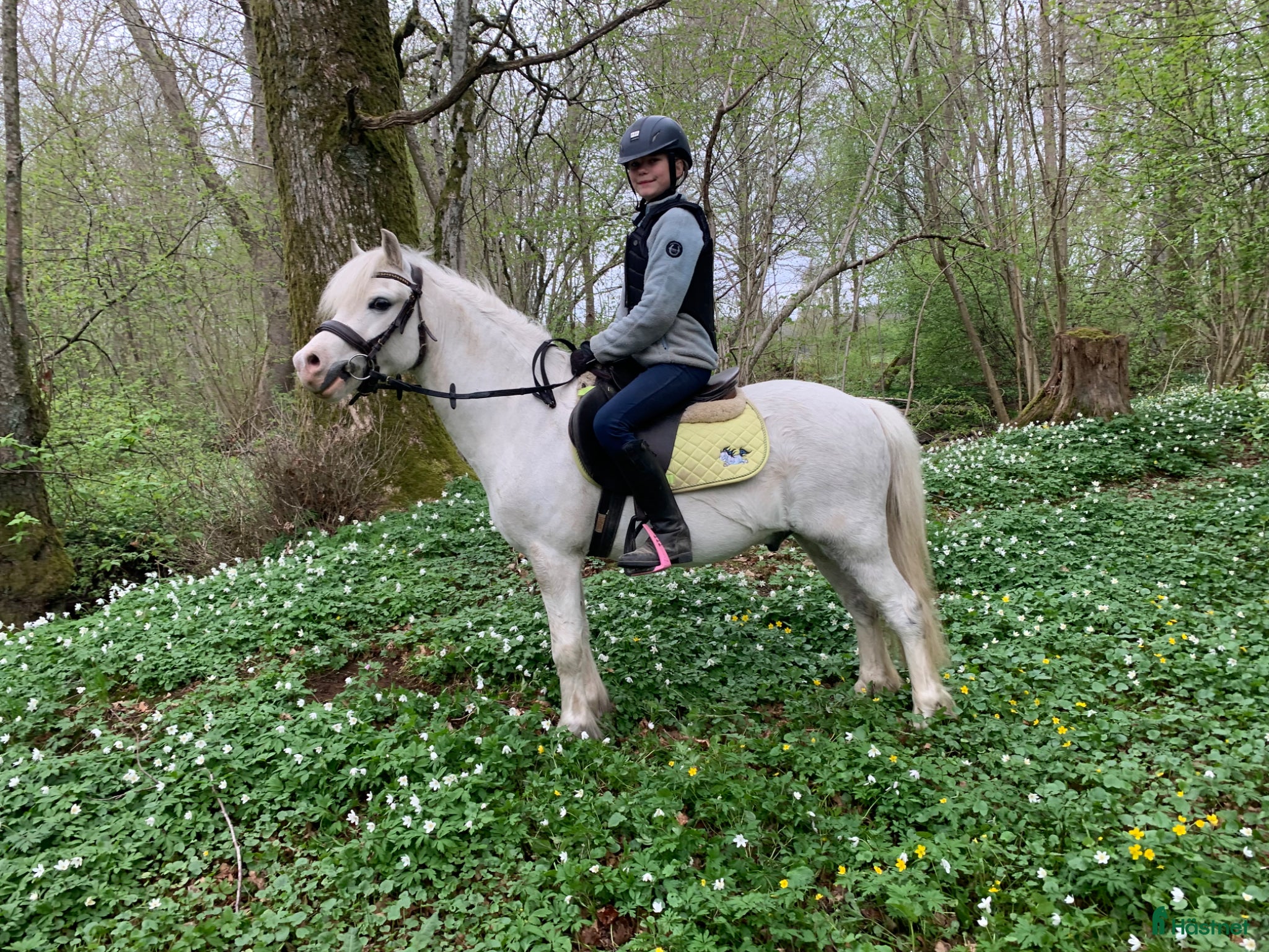  hästar Sagoponny 🦄 - Annons 1