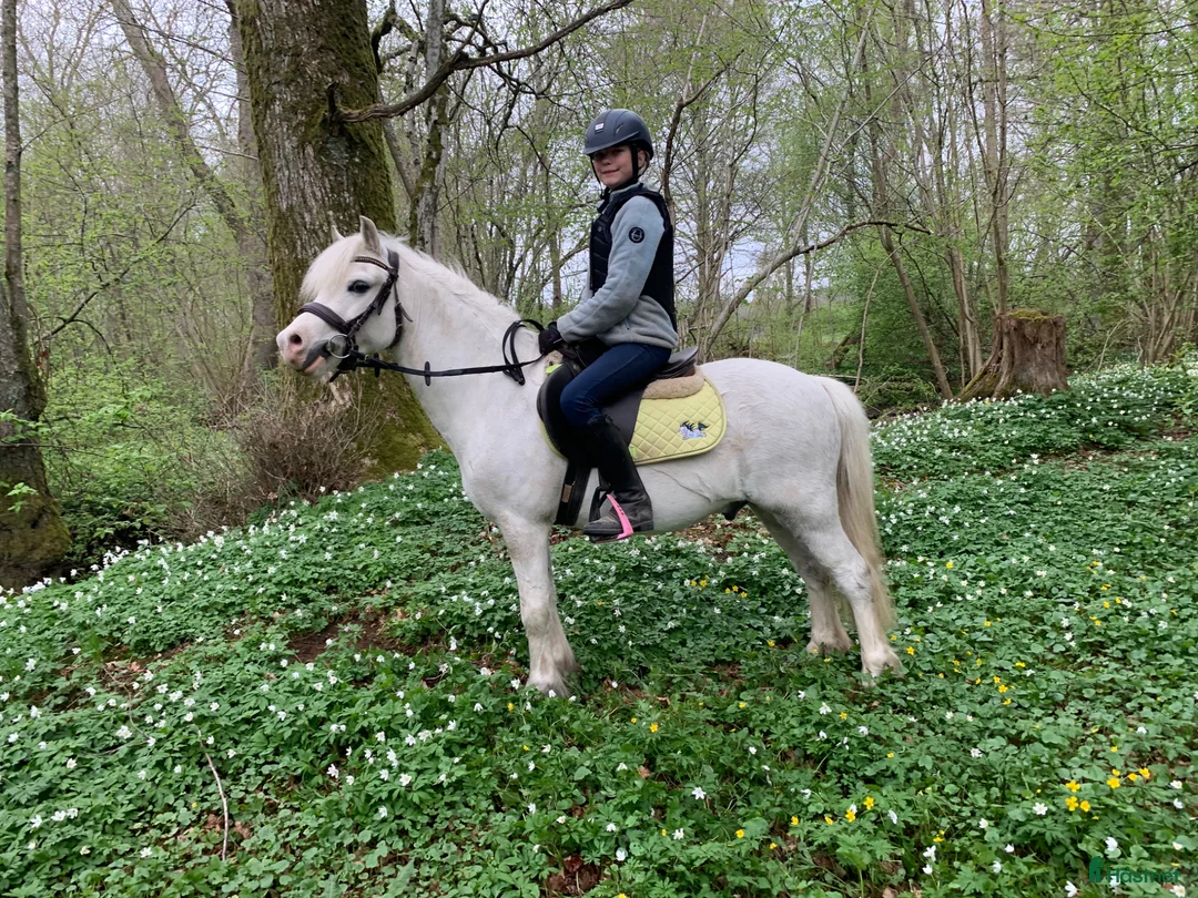 Allround hästar till salu: Sagoponny 🦄 i Hörby - Annons 1