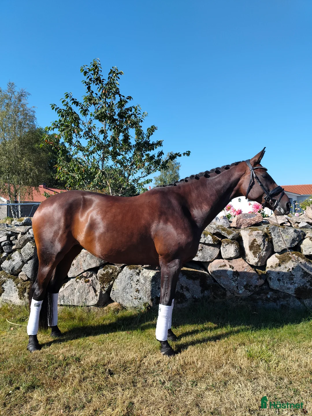 Dressyr hästar till salu: Underbar 9-åring  - Annons 3