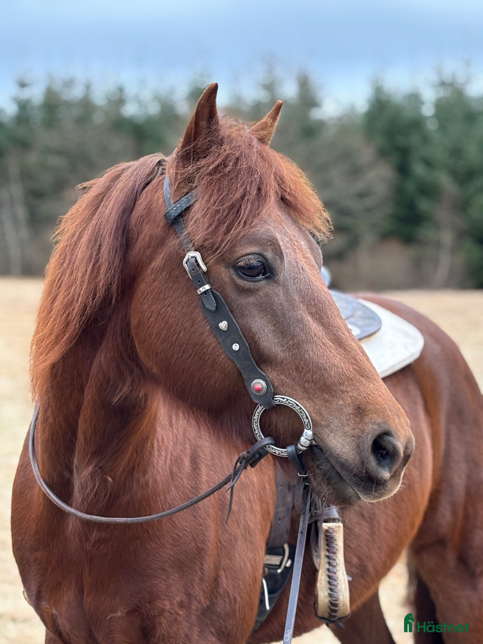  hästar Morgan partbred valack - Annons 1