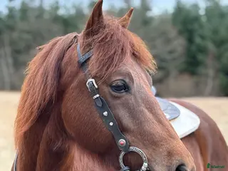 hästar Morgan partbred valack - Annons 1