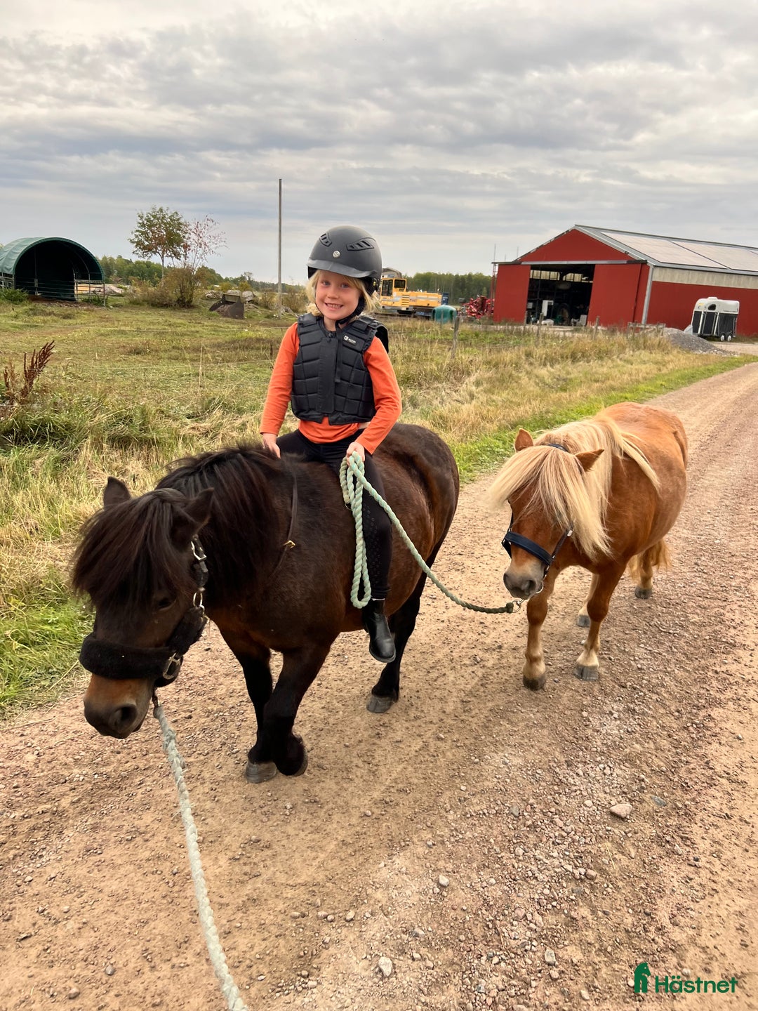Allround hästar till salu: 2 fina barnvänliga ston i Kolbäck - Annons 3