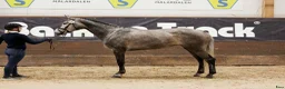 Allround hästar till salu: 5 årig dubbeltalang - Annons 3