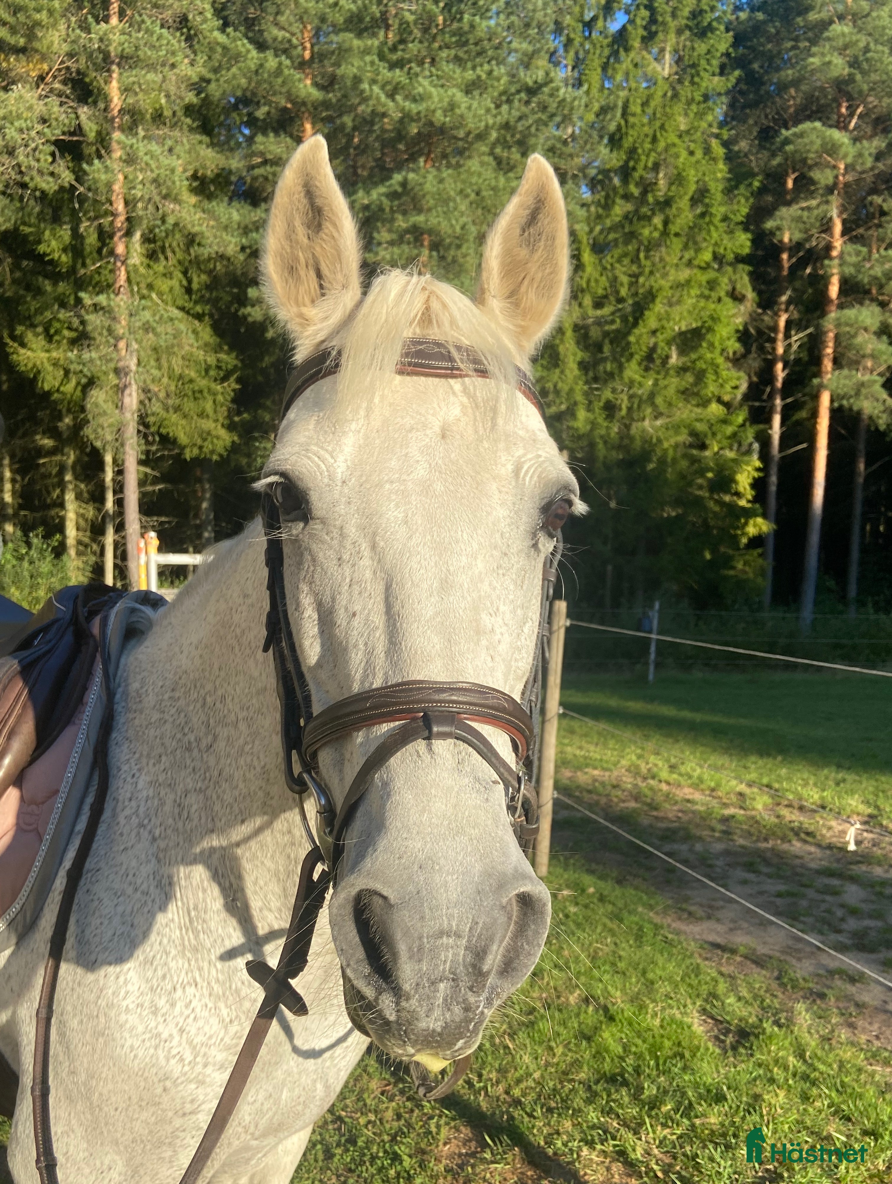  hästar Trygg och snäll D-ponny – perfekt familjeponny i Skara - Annons 9