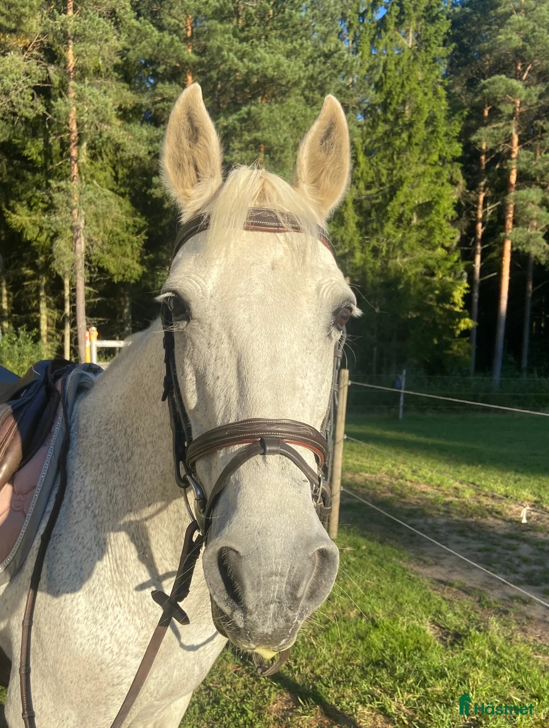 Allround hästar till salu: Trygg och snäll D-ponny – perfekt familjeponny i Skara - Annons 1