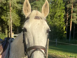 hästar Trygg och snäll D-ponny – perfekt familjeponny i Skara - Annons 9