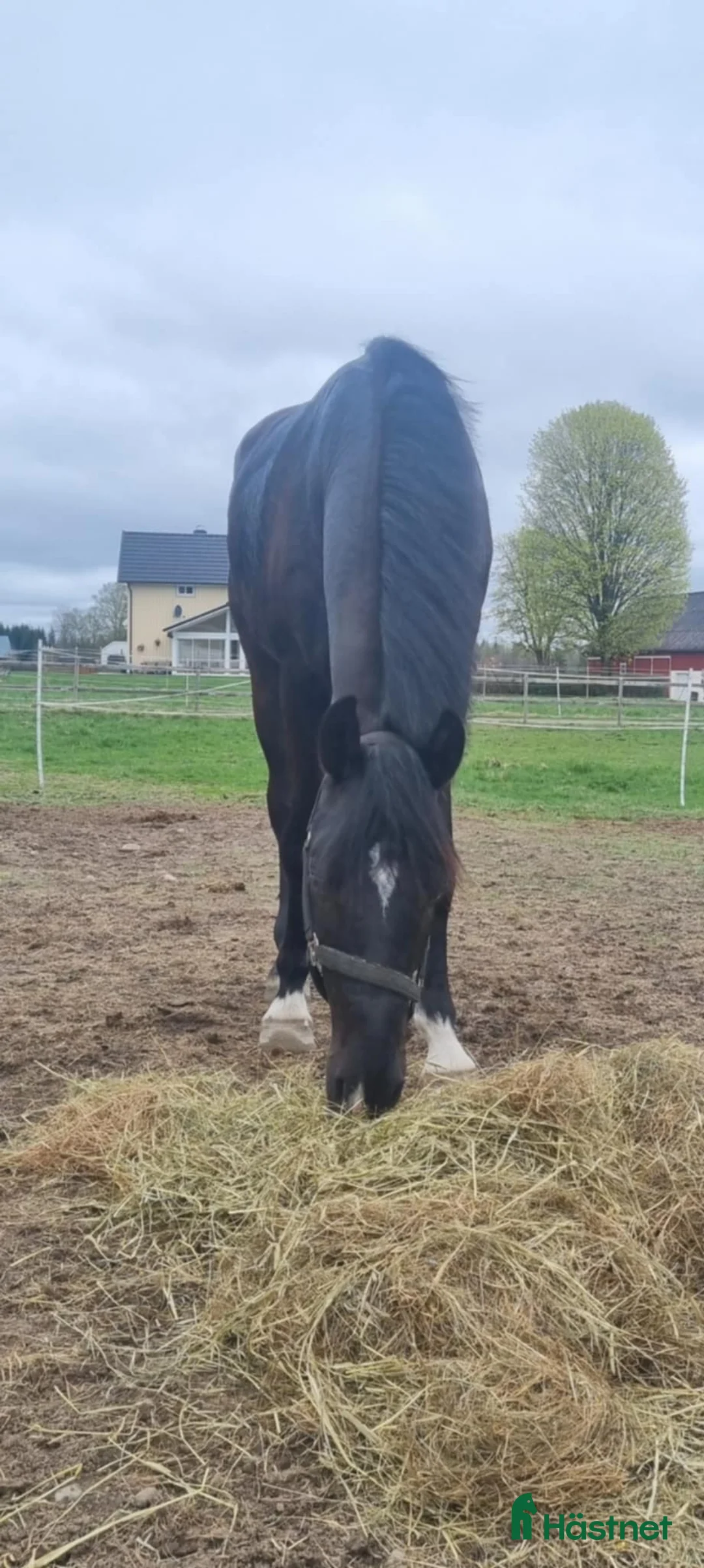 Dressyr hästar till salu: Snäll 4 årig swb valack - Annons 2