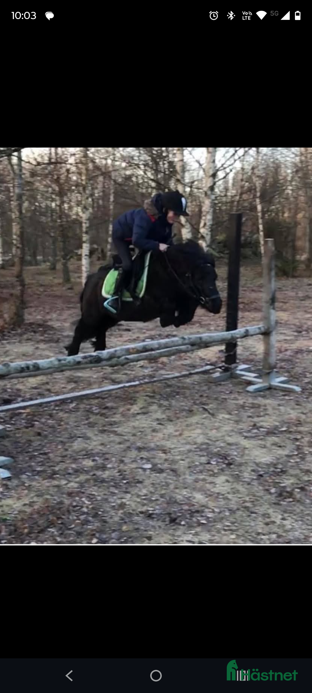 Allround hästar till salu: Underbar shetlandsponny  i Skara - Annons 3
