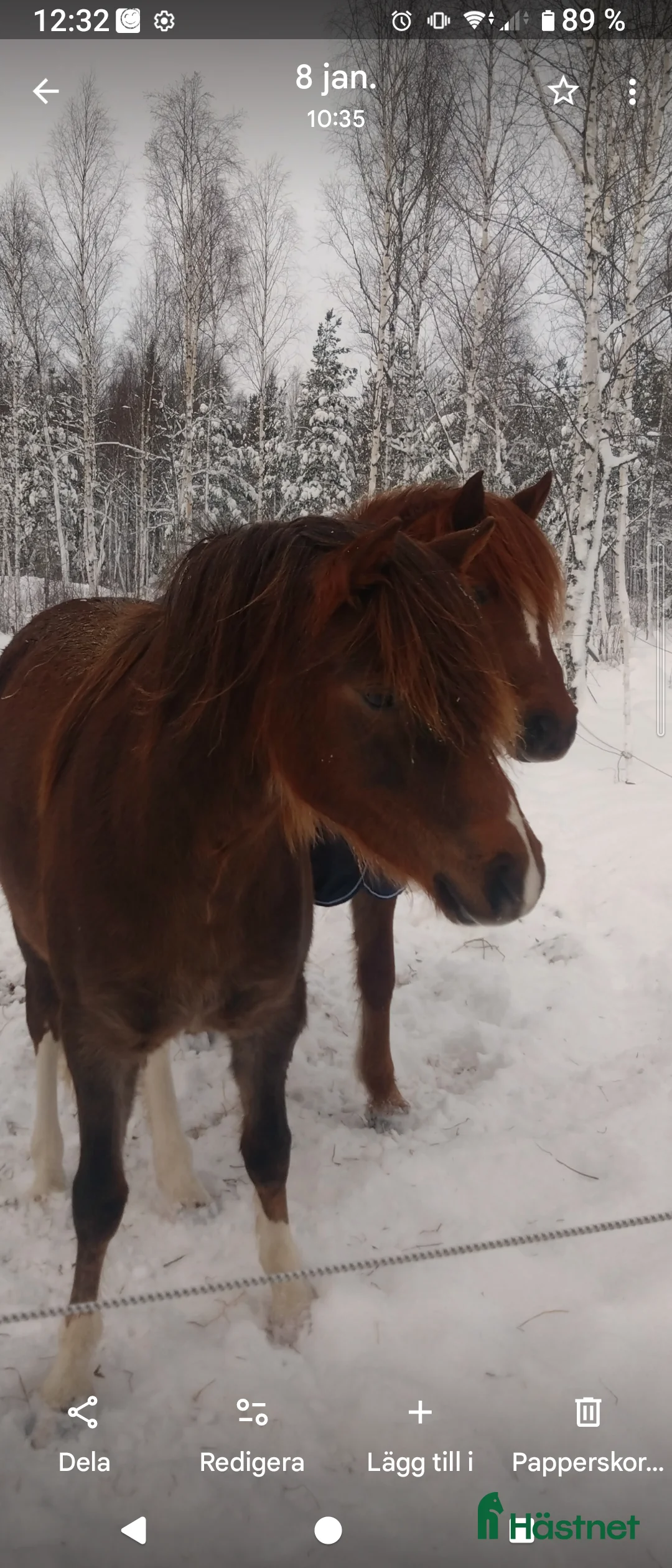 Allround hästar till salu: 2-årigt welshpartbreed sto - Annons 2