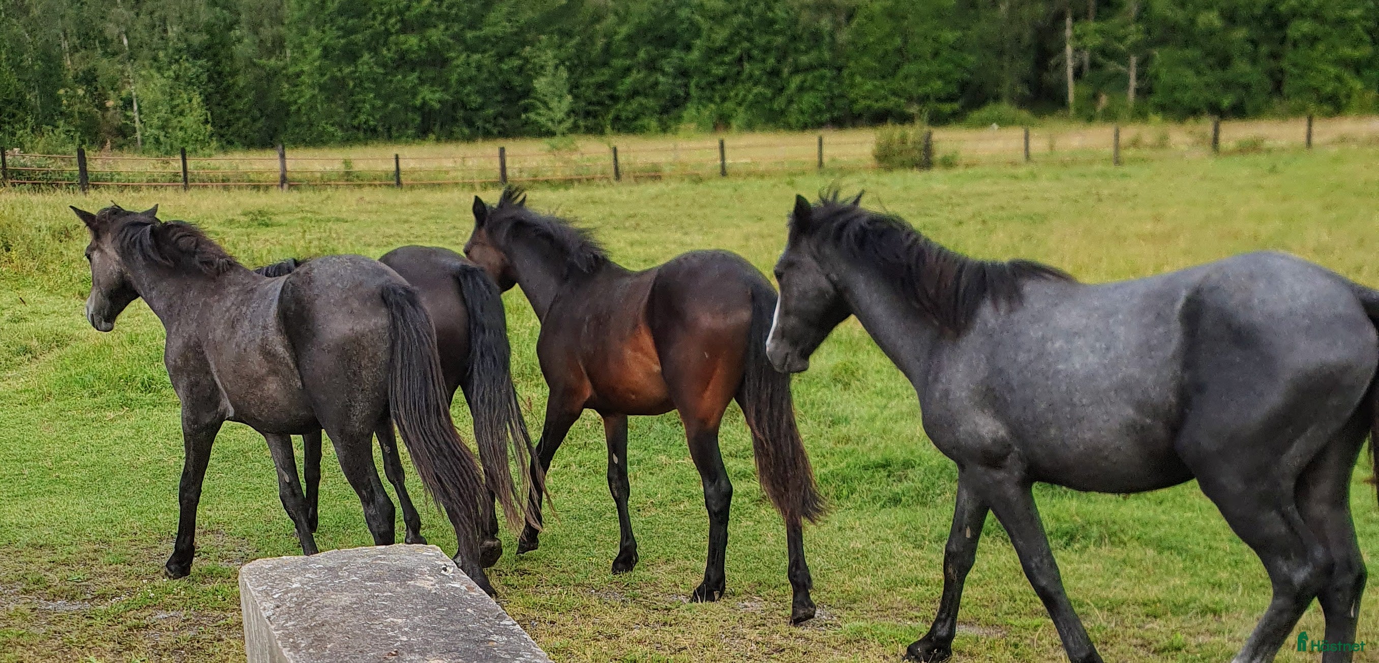  hästar Flera fina hästar säljes - Annons 10