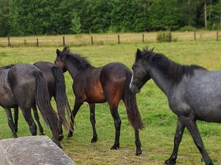 hästar Flera fina hästar säljes - Annons 10