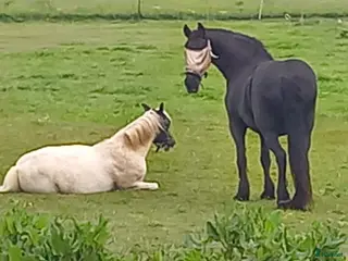 stallplats Sommarbete/skötsel i Vollsjö - Annons 2