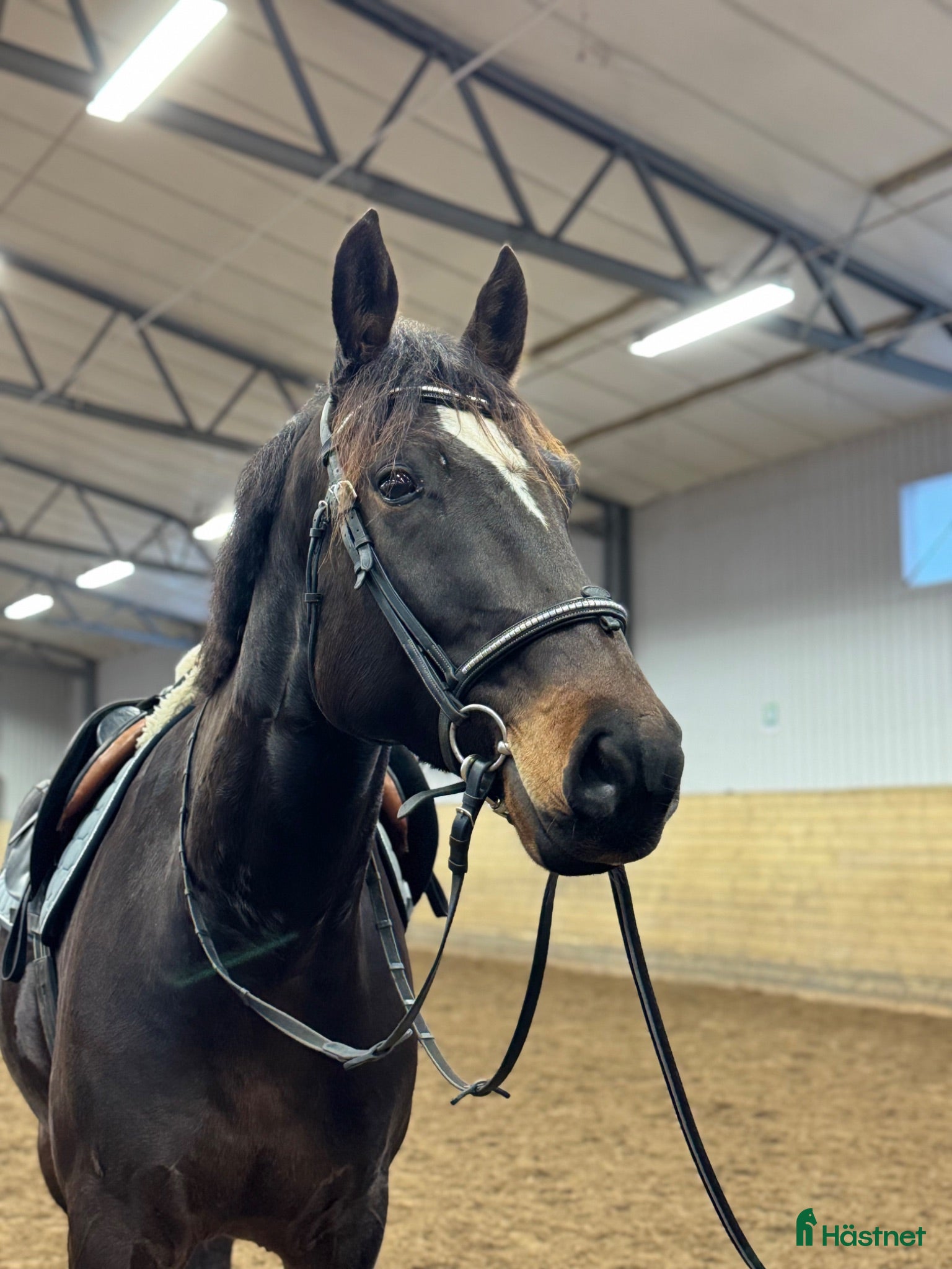  hästar Trevlig allround valack! - Annons 13