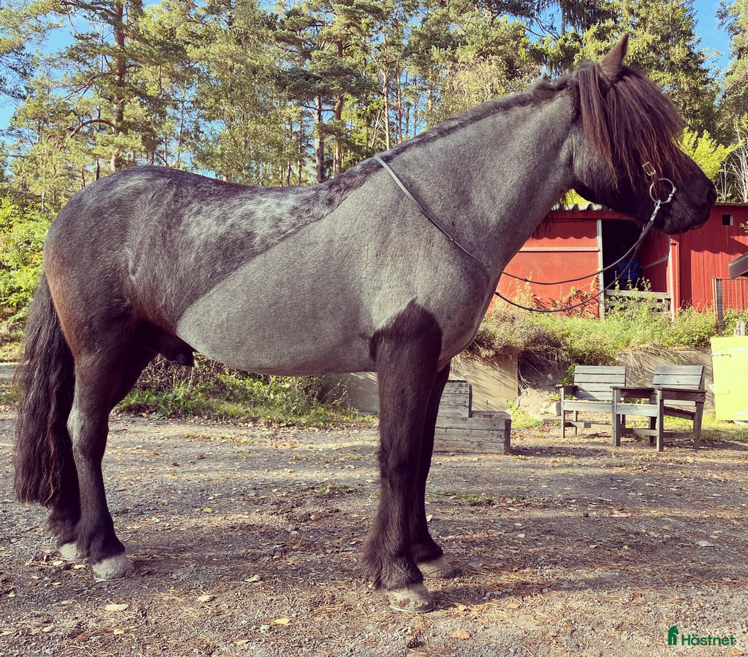 Island hästar till salu: Ljuvlig valack, mor- och dotterhäst i Norra Sorunda - Annons 3