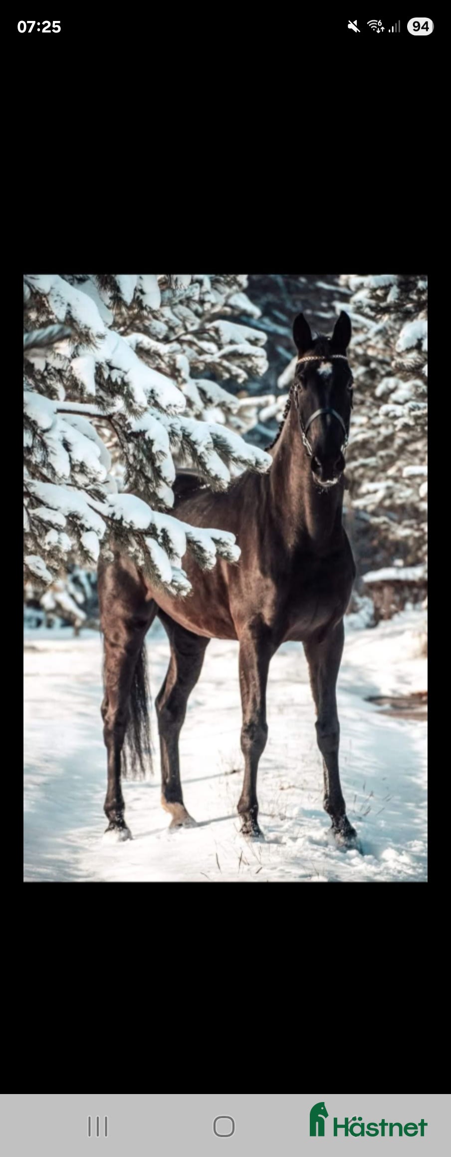  foderhäst Söker akut fodervärd  i Ramsele - Annons 1