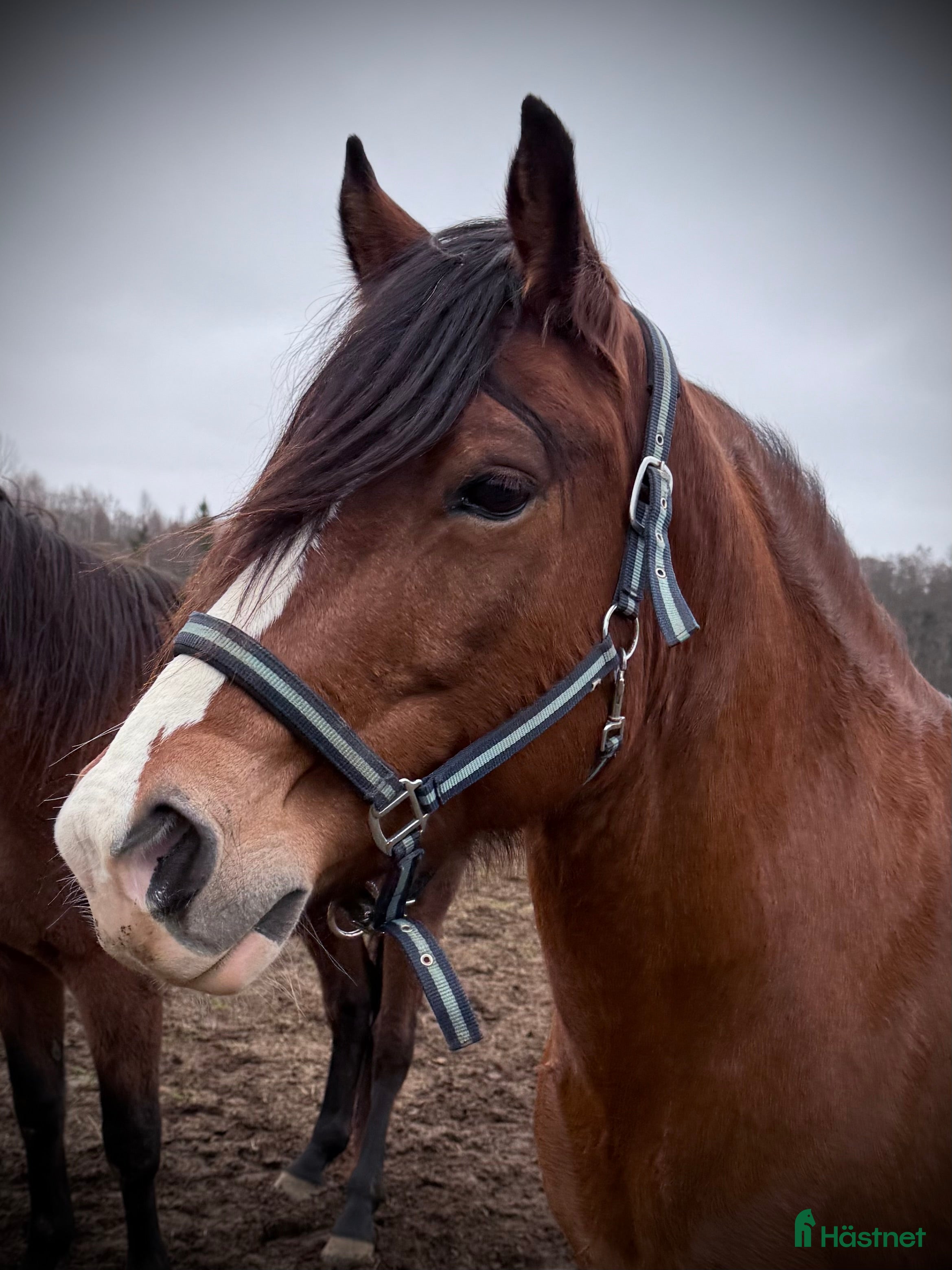  hästar Kallblodstravare för sällskap/avel ev bytes i Växjö - Annons 14