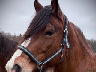 hästar Kallblodstravare för sällskap/avel ev bytes i Växjö - Annons 1