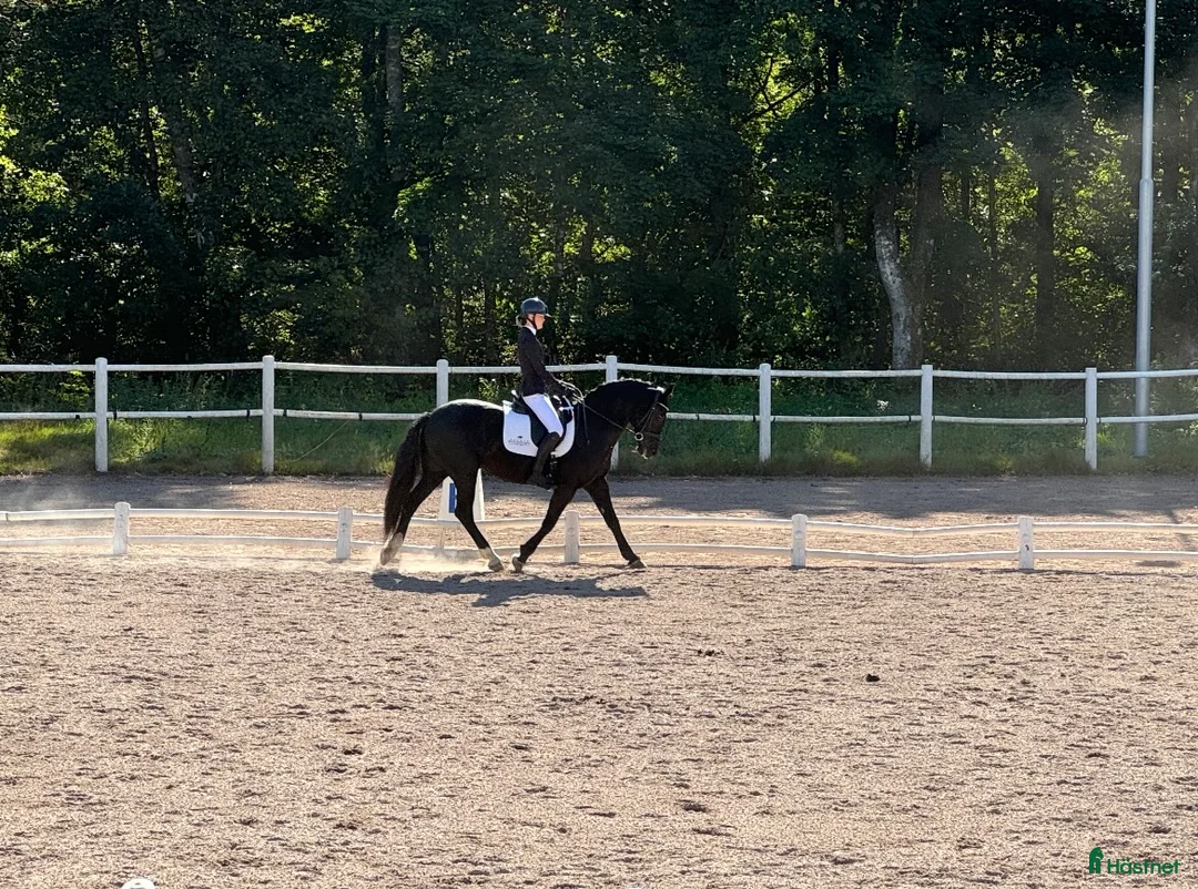 Dressyr hästar till salu: Vackert dressyr sto - Annons 1