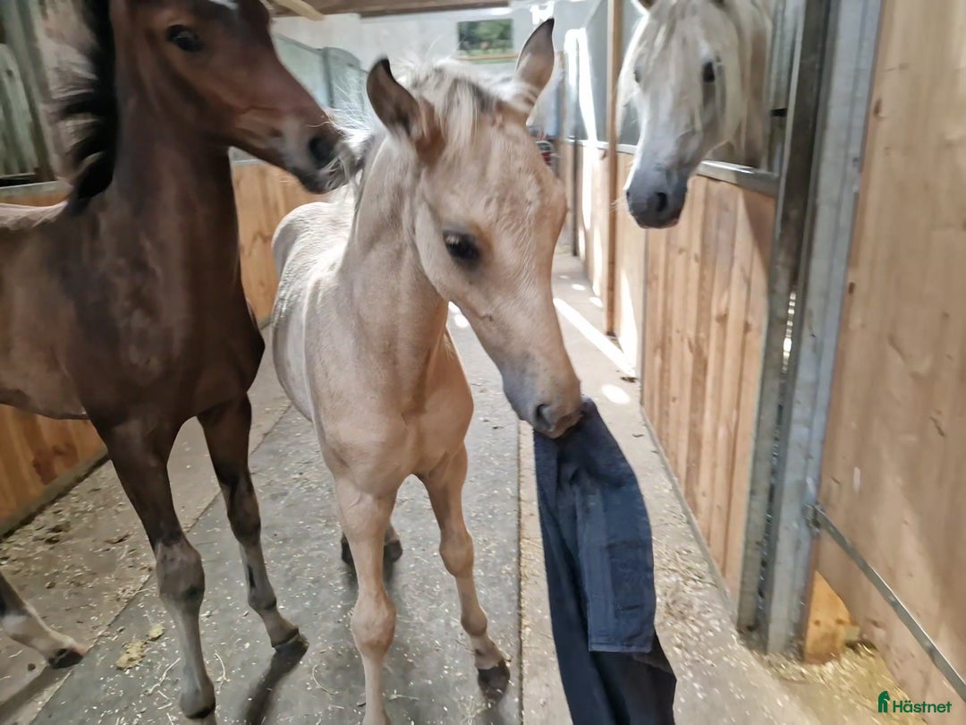 Allround hästar till salu: Charmtroll i Istorp - Annons 2