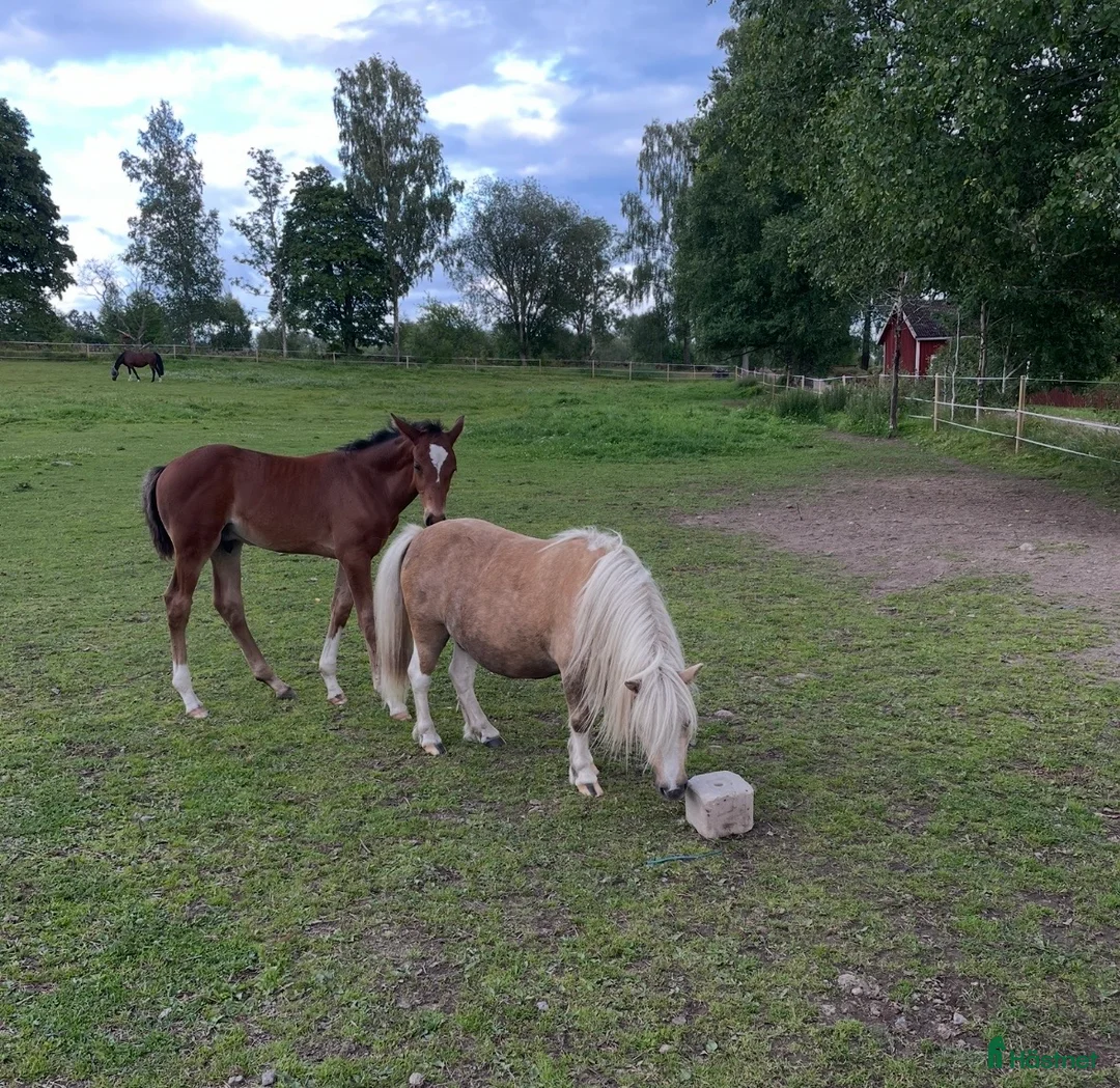 Allround hästar till salu: Grymt snäll kille  - Annons 5
