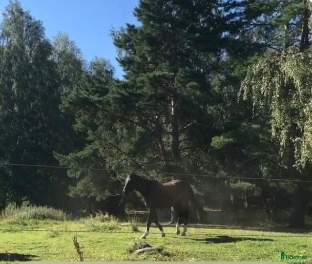  stallplats Privat hästanläggning uthyres i Upplands-Bro 🐴 - Annons 9