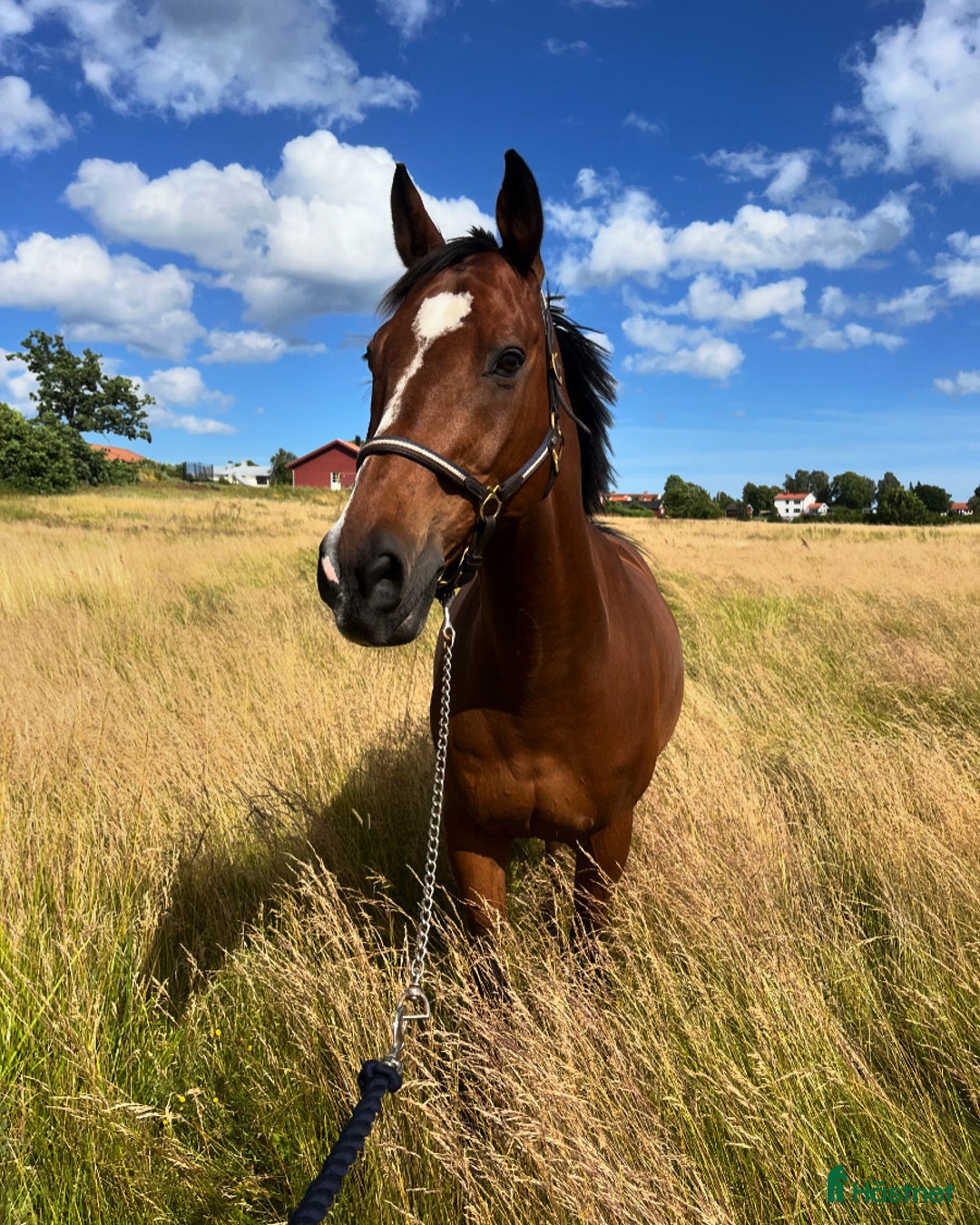 Allround hästar till salu: Erfaren läromästare i Kalmar - Annons 1
