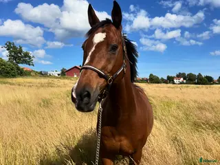 hästar Erfaren läromästare i Kalmar - Annons 9