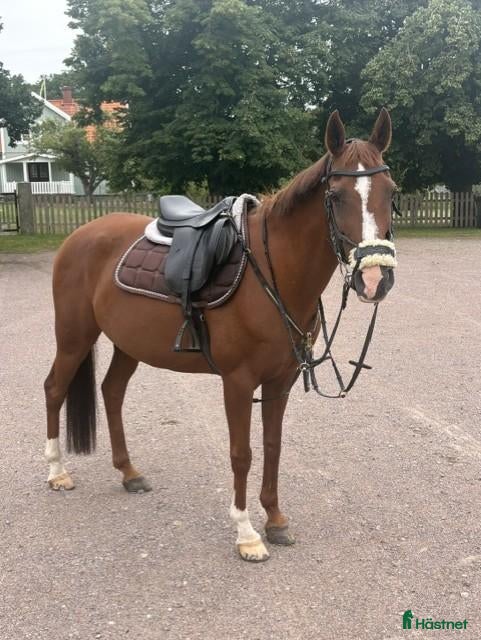  hästar Älskad C-ponny söker nytt hem ❤️  - Annons 1