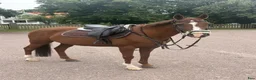 Allround hästar till salu: Älskad C-ponny söker nytt hem ❤️  i Kalmar - Annons 1