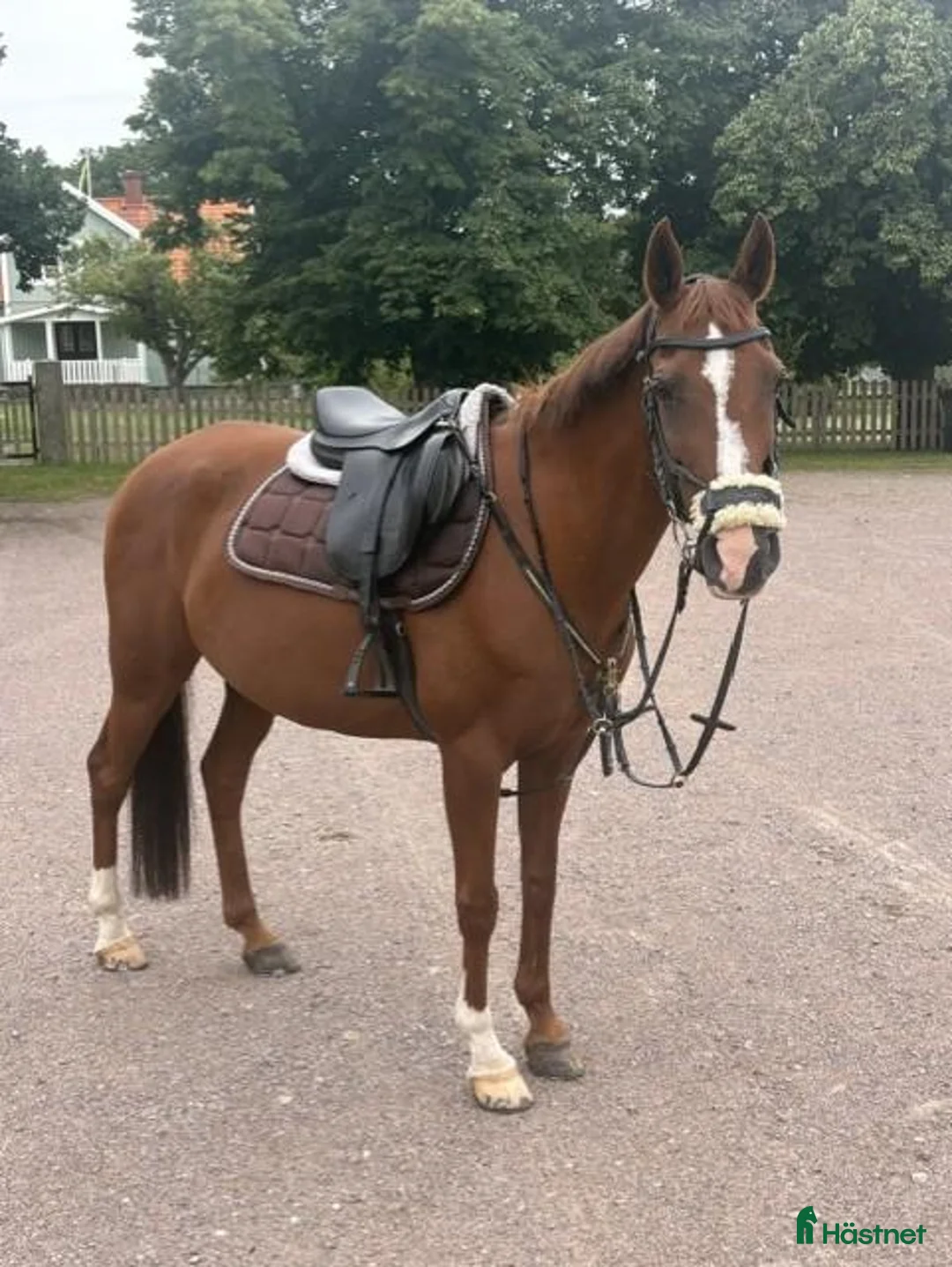 Allround hästar till salu: Älskad C-ponny söker nytt hem ❤️  i Kalmar - Annons 1