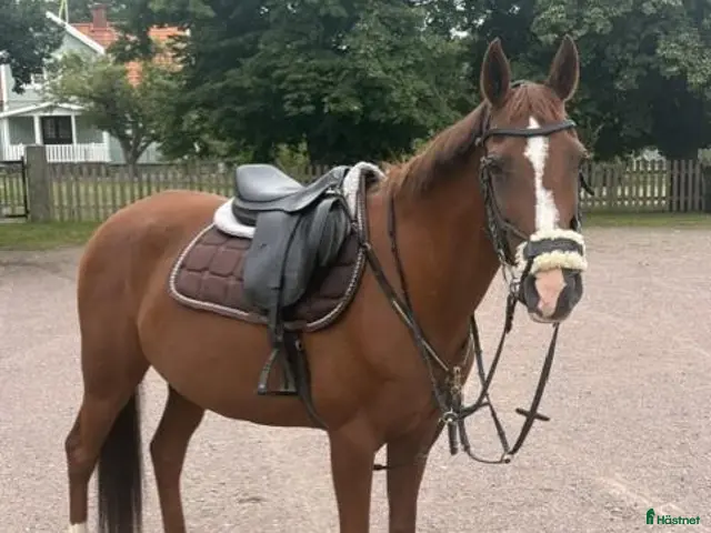 hästar till salu: Älskad C-ponny söker nytt hem ❤️ - Annons 1