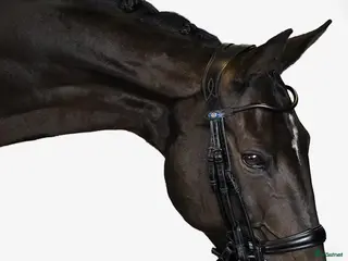 Träns hästutrustning PS of Sweden kandar - Annons 10