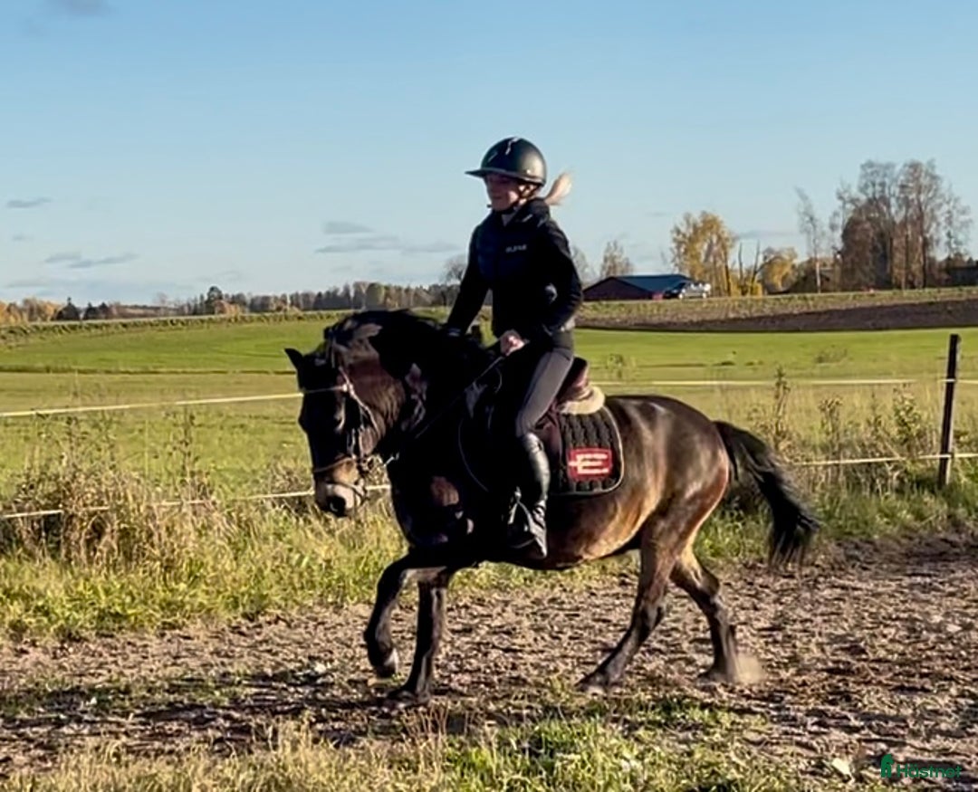 Allround hästar till salu: Gullig ponnyvalack i Västerfärnebo - Annons 2