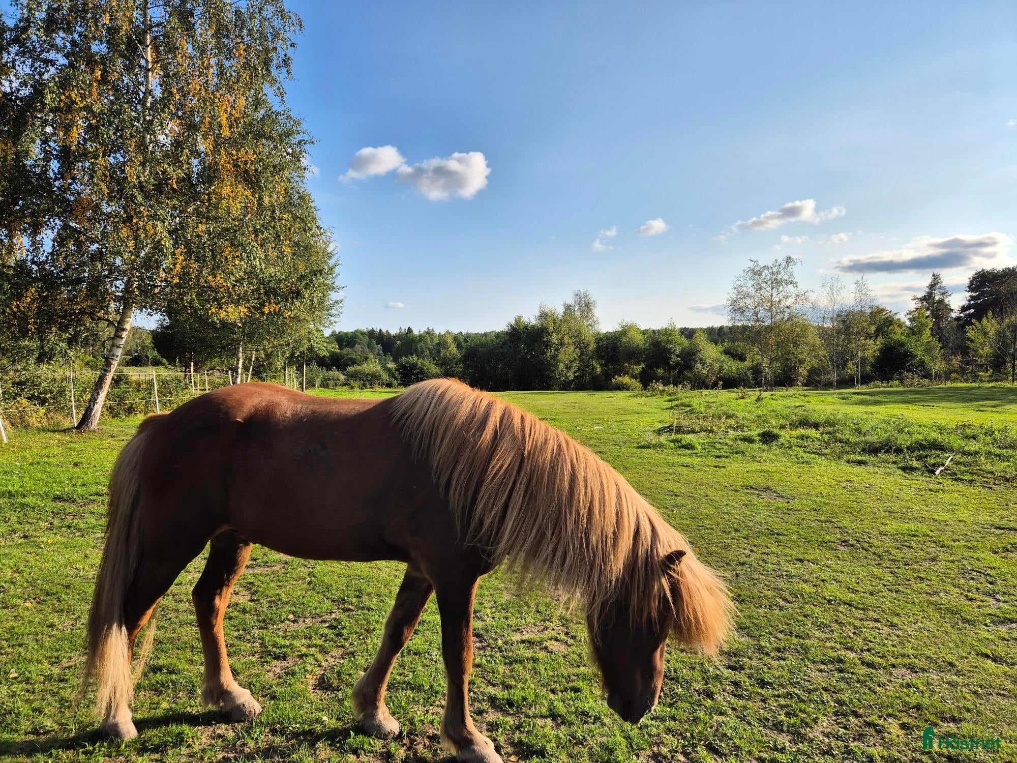  medryttarhäst finnes: Medryttare islandshäst valack i Åkersberga - Annons 20